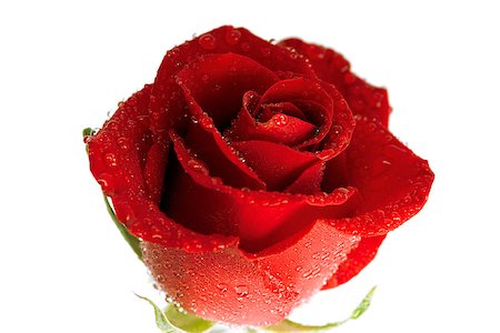 fresh scarlet rose in the drops of dew on a white background Foto de stock - Super Valor sin royalties y Suscripción, Código: 400-06881140