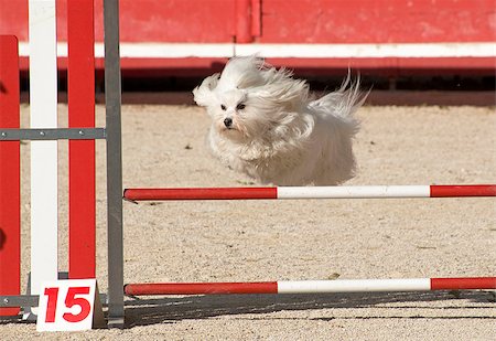 simsearch:400-06881275,k - beautiful purebred maltese dog  jumping in a competition of agility Photographie de stock - Aubaine LD & Abonnement, Code: 400-06881275