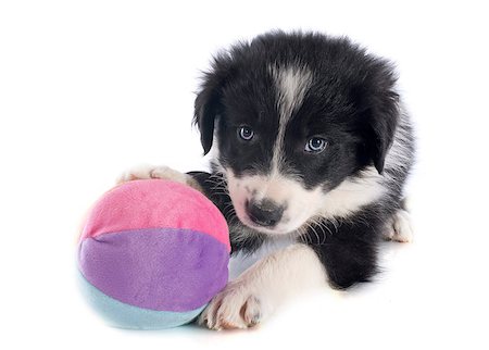 simsearch:400-06866738,k - portrait of puppy border collie in front of white background Stock Photo - Budget Royalty-Free & Subscription, Code: 400-06881278