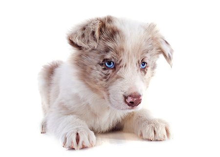 simsearch:400-06866738,k - portrait of puppy border collie in front of white background Stock Photo - Budget Royalty-Free & Subscription, Code: 400-06881279