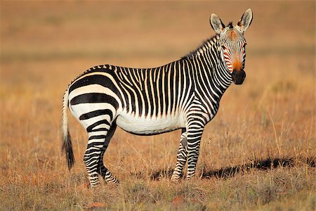 Cape Mountain Zebra (Equus zebra), Mountain Zebra National Park, South Africa Foto de stock - Super Valor sin royalties y Suscripción, Código: 400-06881319