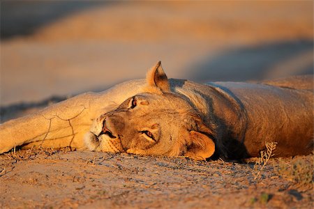 simsearch:400-04974281,k - Lioness (Panthera leo) resting in late afternoon light, Kalahari desert, South Africa Stock Photo - Budget Royalty-Free & Subscription, Code: 400-06881322