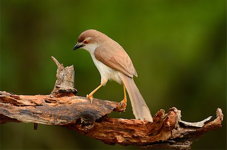 simsearch:400-07170249,k - beautiful yellow-eyed babbler resting on log in forest of Thailand Photographie de stock - Aubaine LD & Abonnement, Code: 400-06881349