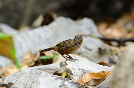 beautiful Limestone Wren Babbler (Napothera crispifrons calcicola) in Thai forest Stock Photo - Budget Royalty-Free & Subscription, Code: 400-06881341