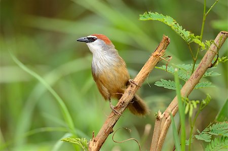 simsearch:400-07170249,k - beautiful chestnut-capped babbler resting on log in forest of Thailand Photographie de stock - Aubaine LD & Abonnement, Code: 400-06881350