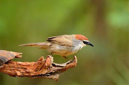 simsearch:400-07170249,k - beautiful chestnut-capped babbler resting on log in forest of Thailand Photographie de stock - Aubaine LD & Abonnement, Code: 400-06881351