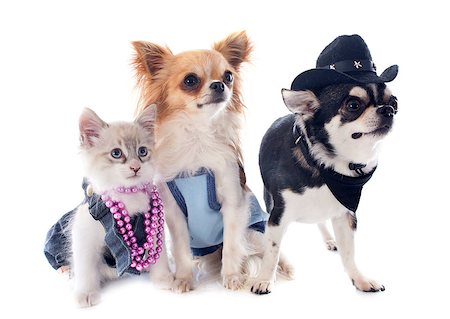 dressed birman kitten and chihuahuas in front of white background Photographie de stock - Aubaine LD & Abonnement, Code: 400-06881367