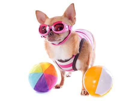 portrait of a cute purebred  chihuahua with swimming costume and sunglasses in front of white background Stock Photo - Budget Royalty-Free & Subscription, Code: 400-06881369