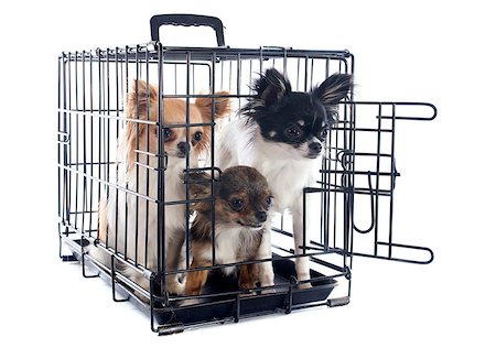 doghouse - chihuahuas closed inside pet carrier isolated on white background Stock Photo - Budget Royalty-Free & Subscription, Code: 400-06881375
