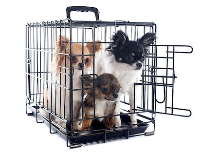 perrera - chihuahuas closed inside pet carrier isolated on white background Foto de stock - Super Valor sin royalties y Suscripción, Código: 400-06881375