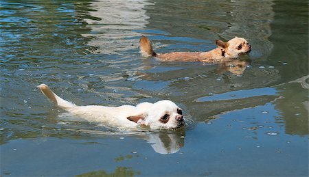 simsearch:400-06887327,k - portrait of a cute purebred chihuahua in the river Fotografie stock - Microstock e Abbonamento, Codice: 400-06881377