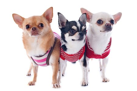 simsearch:400-06172990,k - portrait of  purebred  chihuahuas in front of white background Stockbilder - Microstock & Abonnement, Bildnummer: 400-06881370