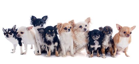 simsearch:400-06887327,k - group of chihuahua  in front of white background Photographie de stock - Aubaine LD & Abonnement, Code: 400-06881388