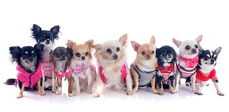 simsearch:400-07088628,k - group of chihuahua dressed in front of white background Stock Photo - Budget Royalty-Free & Subscription, Code: 400-06881389