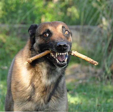 simsearch:400-06570271,k - picture of a purebred angry belgian sheepdog malinois Stockbilder - Microstock & Abonnement, Bildnummer: 400-06881381