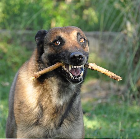 picture of a purebred angry belgian sheepdog malinois Foto de stock - Super Valor sin royalties y Suscripción, Código: 400-06881381