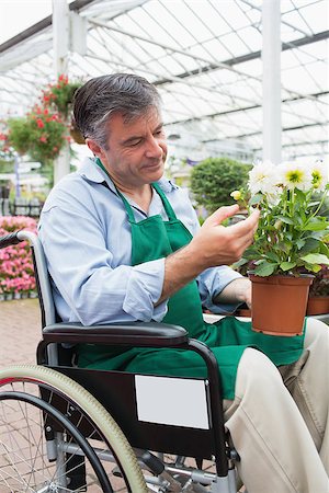 Garden center worker in wheelchair touching and admiring potted plant in greenhouse of garden center Stock Photo - Budget Royalty-Free & Subscription, Code: 400-06882009