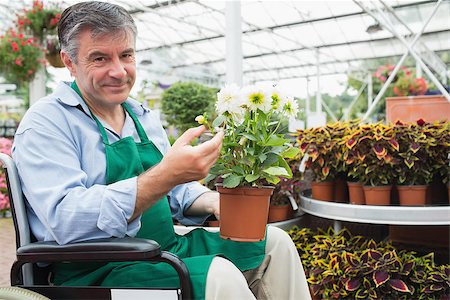 Gardne center worker in a wheelchair holding a flower pot in a greenhouse Stock Photo - Budget Royalty-Free & Subscription, Code: 400-06882010
