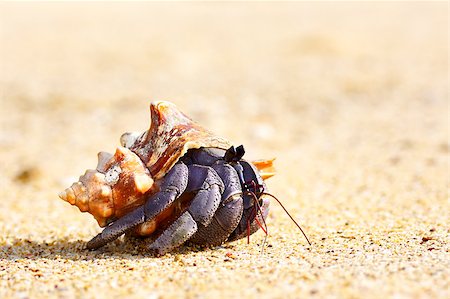 hermit crab on a beach in Andaman Sea Stock Photo - Budget Royalty-Free & Subscription, Code: 400-06891712