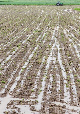 perseomedusa (artist) - Two weeks of heavy are a disaster for the local agriculture and economy, Italy Fotografie stock - Microstock e Abbonamento, Codice: 400-06891809