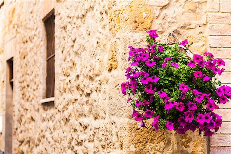 simsearch:400-06891819,k - Pienza, Tuscany region, Italy. Old wall with flowers Photographie de stock - Aubaine LD & Abonnement, Code: 400-06891819