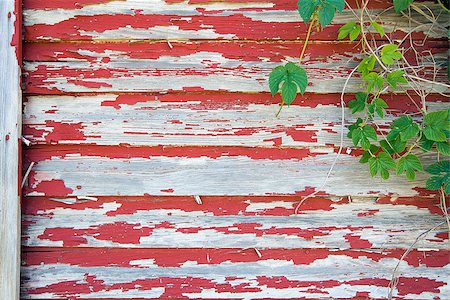 Old Red Barn with Peeling Paint on Wood Siding and Climbing Vines Grunge Background Stock Photo - Budget Royalty-Free & Subscription, Code: 400-06891930