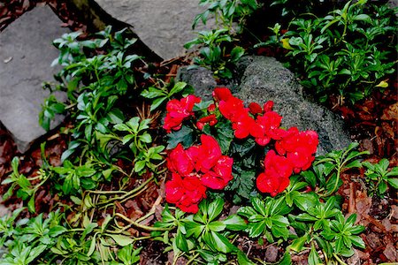 simsearch:400-07165540,k - The Begonia flower is a subtropical and tropical perennial plant. Foto de stock - Super Valor sin royalties y Suscripción, Código: 400-06891974