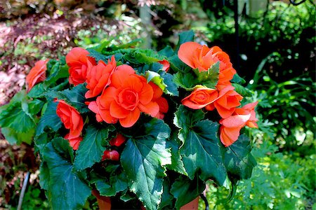 simsearch:400-07165540,k - The Begonia flower is a subtropical and tropical perennial plant. Foto de stock - Super Valor sin royalties y Suscripción, Código: 400-06891975