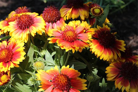 simsearch:400-07165540,k - Gaillardia or the Blanket flower is a perennial and annual plant derived from the Sunflower plant. Foto de stock - Super Valor sin royalties y Suscripción, Código: 400-06891976