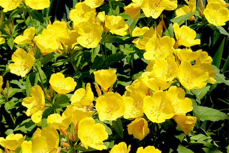 simsearch:400-05883363,k - Ranunculus or Buttercup flower is a perennial plant usually flowering in the spring and sometimes in the summer. Photographie de stock - Aubaine LD & Abonnement, Code: 400-06891979