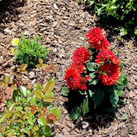 simsearch:400-07165540,k - The Dahlia is a bushy tuberous perennial plant which comes in various colors. Foto de stock - Super Valor sin royalties y Suscripción, Código: 400-06891984