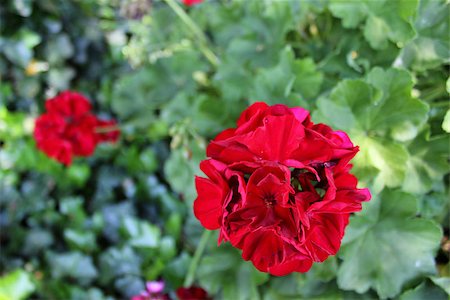 simsearch:400-07039820,k - The Geranium flower can be an annual, biennial or a perennial plant and comes in various colors. Stock Photo - Budget Royalty-Free & Subscription, Code: 400-06891986