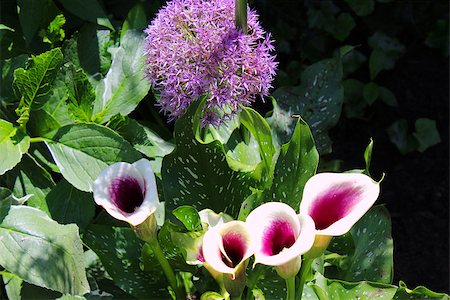 simsearch:400-07165540,k - The Globe thistle flower comes in purple and white. The Calla Lily is a perennial plant and is also called Arum Lily. Foto de stock - Super Valor sin royalties y Suscripción, Código: 400-06891987