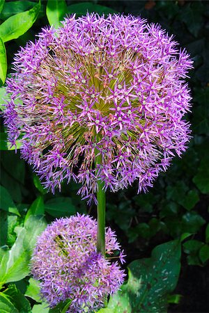 simsearch:400-07165540,k - Globe thistle flowers come in white or purple and is a perennial plant. Foto de stock - Super Valor sin royalties y Suscripción, Código: 400-06891988