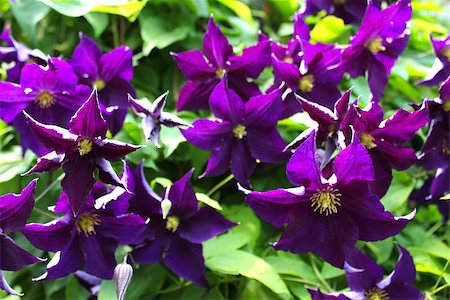 The Clematis flower is a hybrid plant in the Buttercup family and is a favorite of gardeners. Photographie de stock - Aubaine LD & Abonnement, Code: 400-06891981