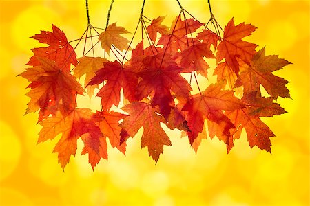 simsearch:400-06391236,k - Red Maple Tree Leaves in Autumn with Orange Background and Blurred Bokeh Lights Fotografie stock - Microstock e Abbonamento, Codice: 400-06892063