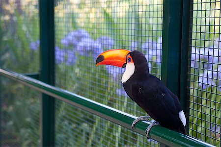 simsearch:400-04138519,k - beautiful toucan on the fence Foto de stock - Royalty-Free Super Valor e Assinatura, Número: 400-06892395