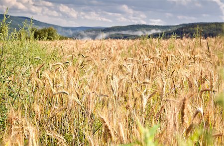 wheat field in mountains during summer, Germany Stock Photo - Budget Royalty-Free & Subscription, Code: 400-06892459