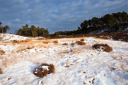 simsearch:400-07046539,k - sunny wild winter landscape in Veluwe, Gelderland Stock Photo - Budget Royalty-Free & Subscription, Code: 400-06892451