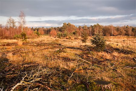 simsearch:400-06875459,k - marshes before sunset in Dwingelderveld Natiomal park, Drenthe Stock Photo - Budget Royalty-Free & Subscription, Code: 400-06892464