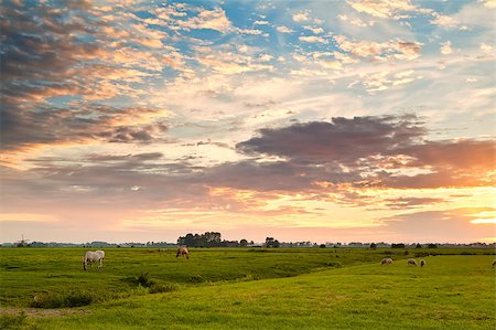 simsearch:400-04672084,k - dramatic sunrise over dutch pastoral, Groningen Fotografie stock - Microstock e Abbonamento, Codice: 400-06892466