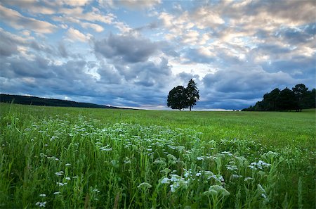 flower field dramatic - beautiful cloudscape over many wildflowers at summer sunset Photographie de stock - Aubaine LD & Abonnement, Code: 400-06892462