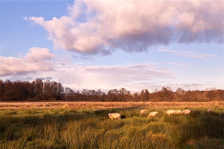 simsearch:400-07046539,k - few sheep on sunny pasture before sunset Stock Photo - Budget Royalty-Free & Subscription, Code: 400-06892463