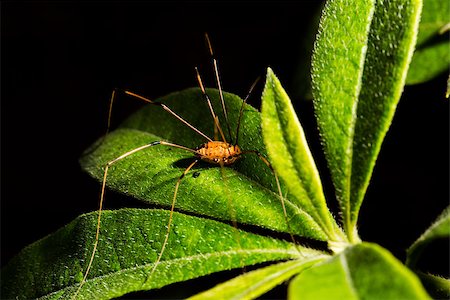 Daddy Long legs resting on a green leaf in Alabama Foto de stock - Super Valor sin royalties y Suscripción, Código: 400-06914115