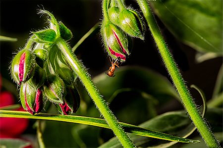 A large ant hanging from a blooming flower bud by its hind legs Stock Photo - Budget Royalty-Free & Subscription, Code: 400-06914110