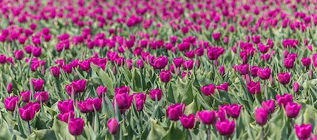 simsearch:400-05125270,k - Closeup of purple tulips in a flower bed Stock Photo - Budget Royalty-Free & Subscription, Code: 400-06914324
