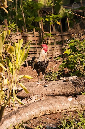 peterbaier (artist) - Rooster seen in village of northern Thailand Foto de stock - Royalty-Free Super Valor e Assinatura, Número: 400-06914399