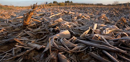 fallow - Dry and frost mature corn ears leaves after the harvest. Shot from the floor a cold morning of winter Photographie de stock - Aubaine LD & Abonnement, Code: 400-06914419