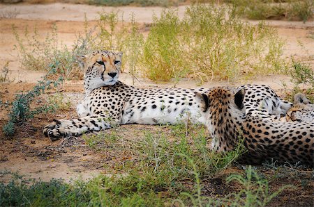 Resting cheetah in African bush Photographie de stock - Aubaine LD & Abonnement, Code: 400-06914794