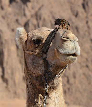 Portrait of a camel in the desert Stock Photo - Budget Royalty-Free & Subscription, Code: 400-06914968